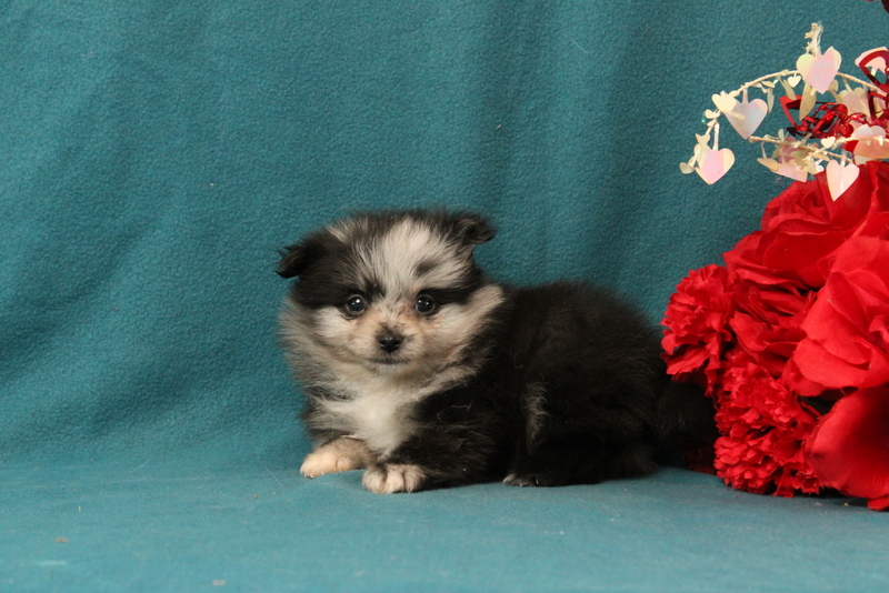 puppy, for, sale, Pomeranian, Matthew B. Stoltzfus, dog, breeder, Gap, PA, dog-breeder, puppy-for-sale, forsale, nearby, find, puppyfind, locator, puppylocator, aca